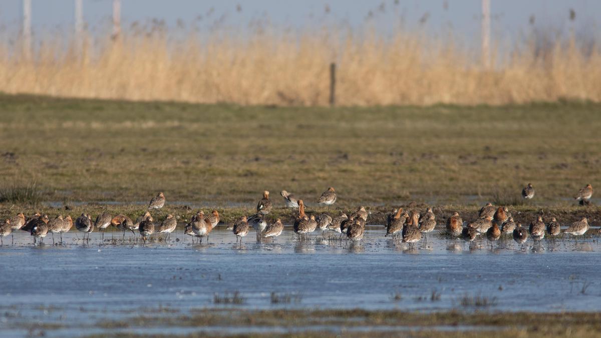 Kraamkamer Van Weidevogels Loopt Weer Vol Gruttos En Kieviten